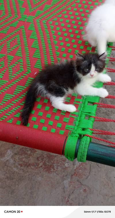 Persian triple coat kitten for sell