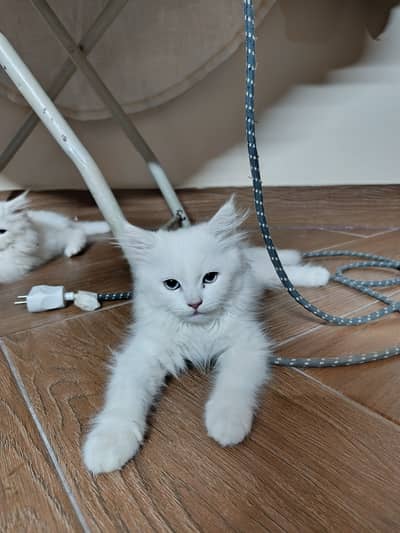 Triple coated persian white male kittens.
