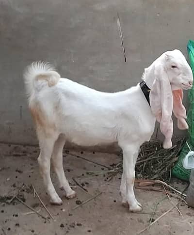 Gulabi. male kid