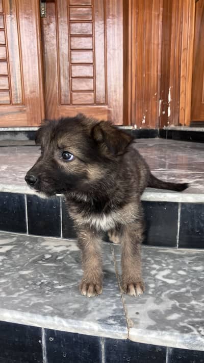 German Shepherd puppies