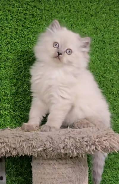 Persian | kittens | Cats | Billi | Kitty |  WA 0348 | 0290 | 146