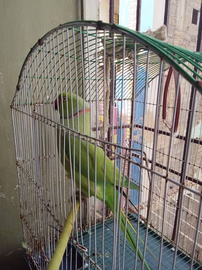 ringneck green parrot