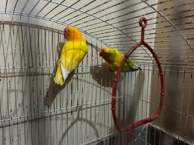 Lovebird Fisher Yellow Latino