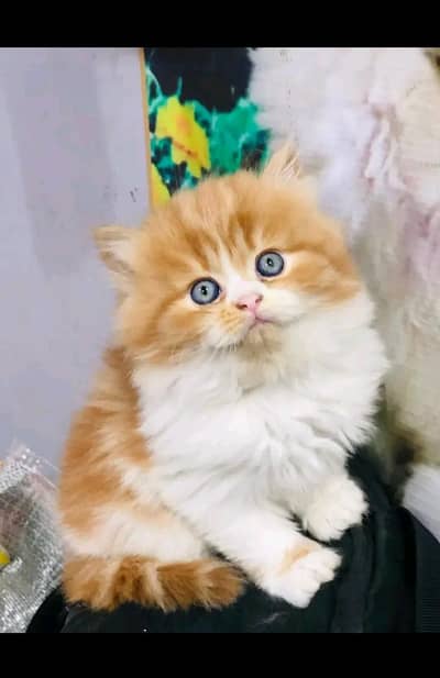 Persian | kittens | Cats | Billi | Kitty |  WA 0348 | 0290 | 146