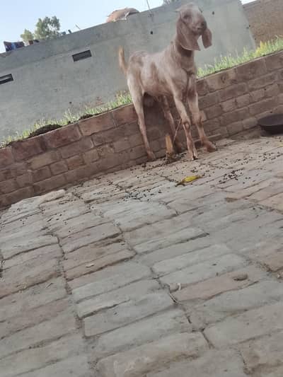 Bakra for sale