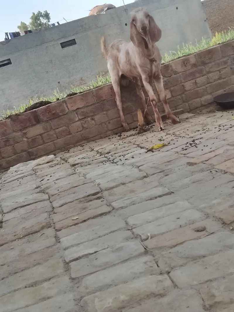 Bakra for sale — photo 2