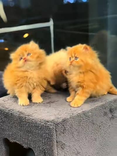 Persian | kittens | Cats | Billi | Kitty |  WA 0348 | 0290 | 146