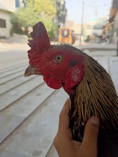 Aseel murga for sale full active and healthy