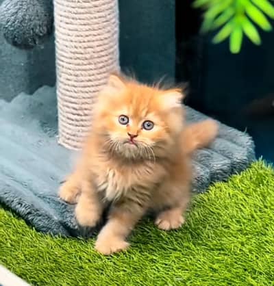 Persian | kittens | Cats | Billi | Kitty |  WA 0348 | 0290 | 146