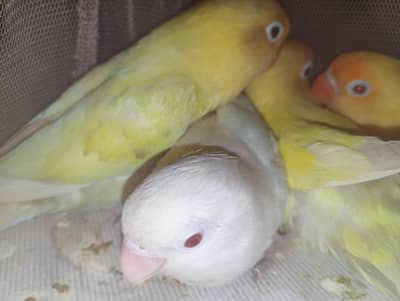 love birds