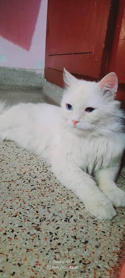 Adult Male Pure White Persian Cat