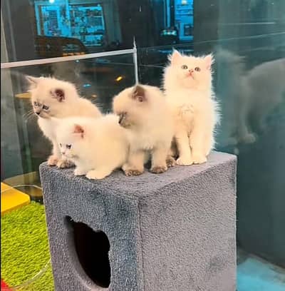Persian | kittens | Cats | Billi | Kitty |  WA 0348 | 0290 | 146