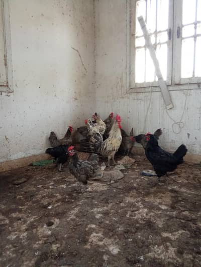 Australorp black blue splash and lohmon black