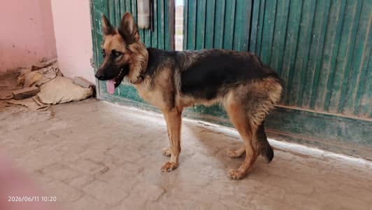 German Shepherd Double Coat. . . . . Vaccinated. . . . Ghar Rakhi hoie hy.