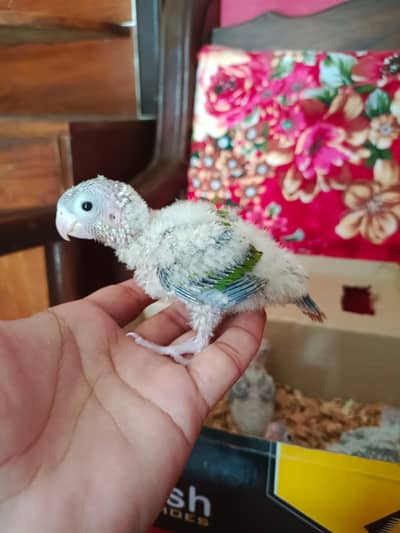 Chicks Available for Sale