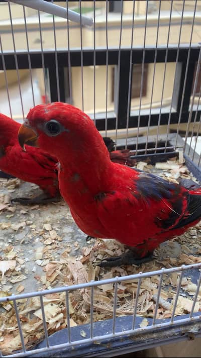 Red moluccan lory