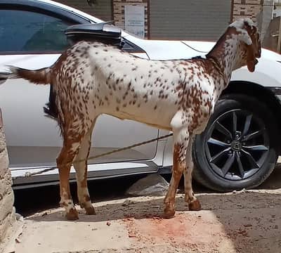Goat bakri for sale