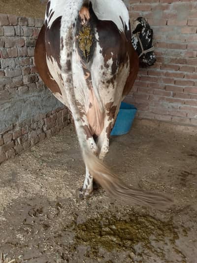 cholistani frezein cow