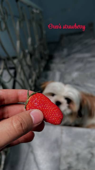 SHITZU DOG , FULLY MAINTAINED, HIGHEST QUALITY FOR SALE