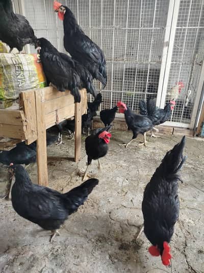 9 Cocks for Sale