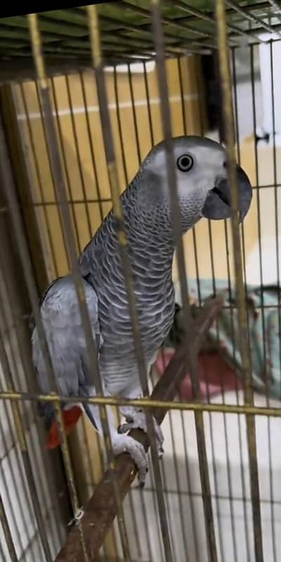 African gray parrot fore sale whtsaap number 0319/2144/599