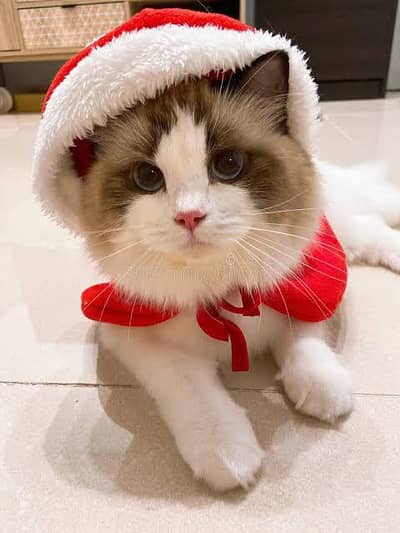 cats for sale