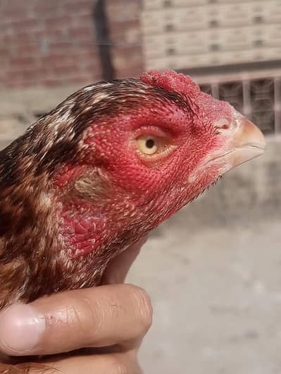 Females or chicks available