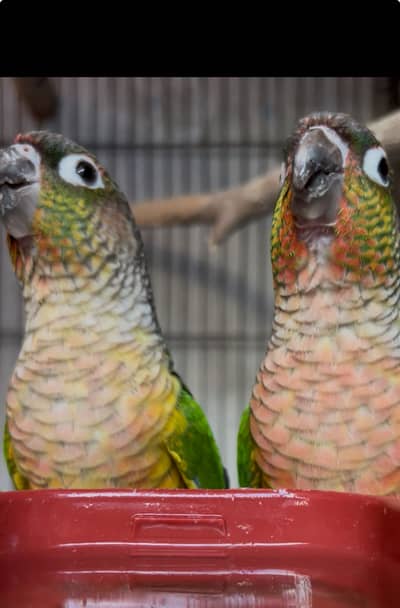 Sunconure Non Dna Pair