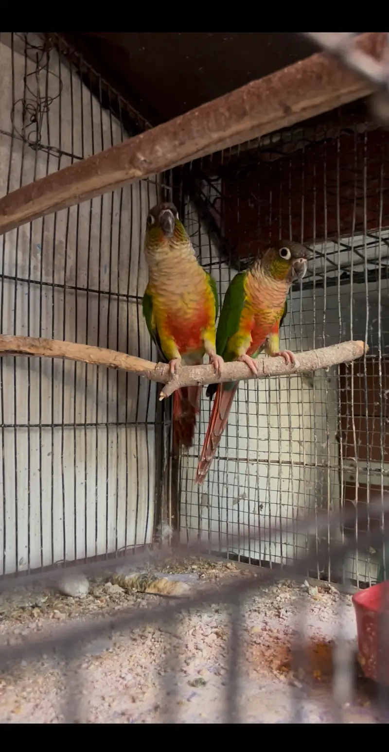 Greenchick conure Non Dna Pair — photo 2