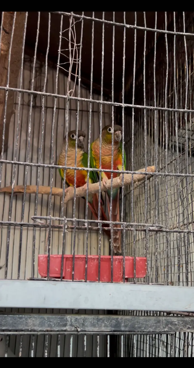 Greenchick conure Non Dna Pair — photo 3