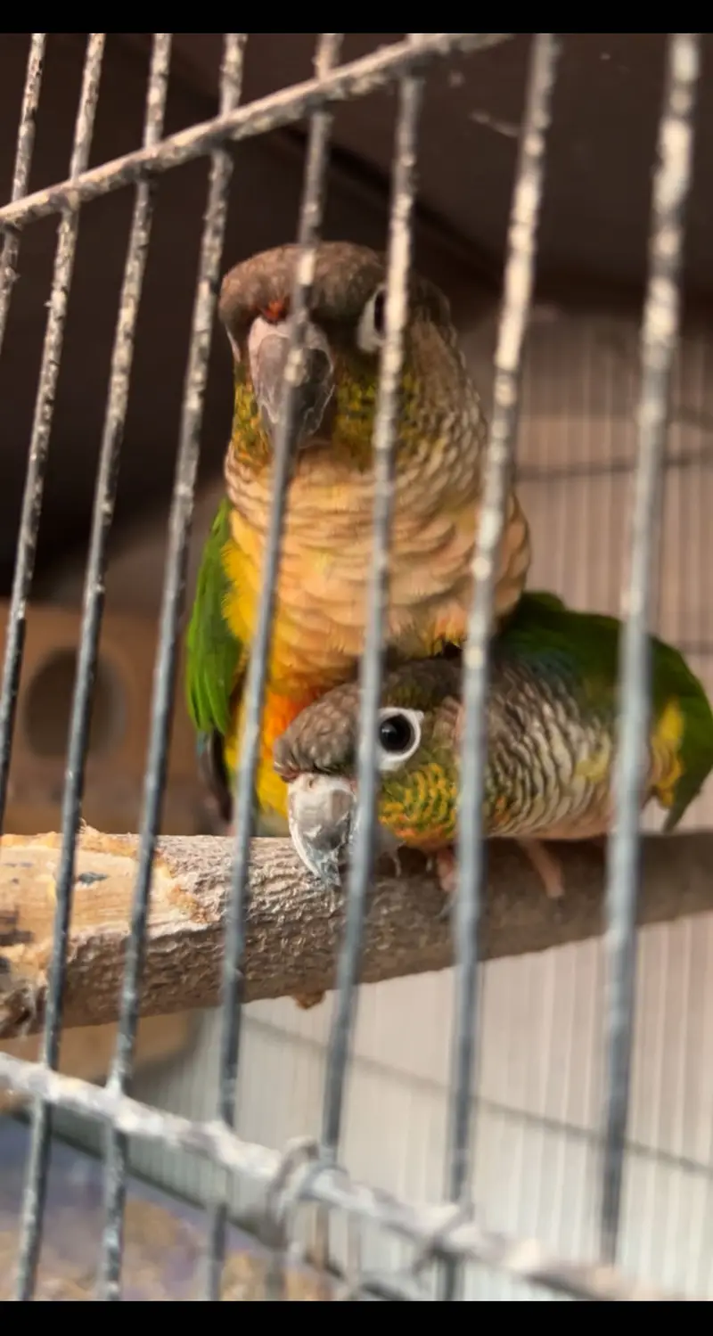 Greenchick conure Non Dna Pair — photo 4
