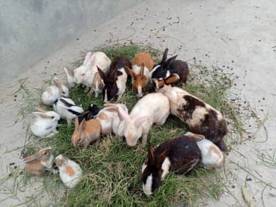 Rabbits