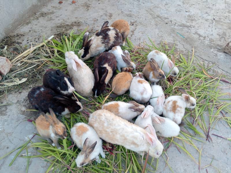 Rabbits 1