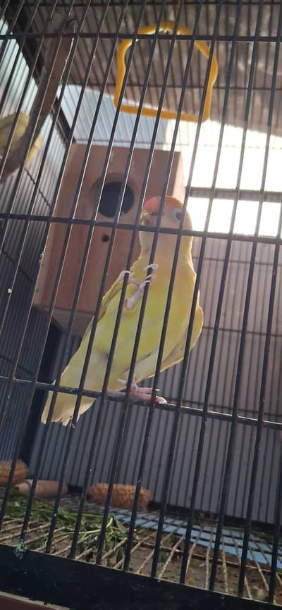 1 ALBINO PAIR AND 2 CRIMINO PAIR RED EYES