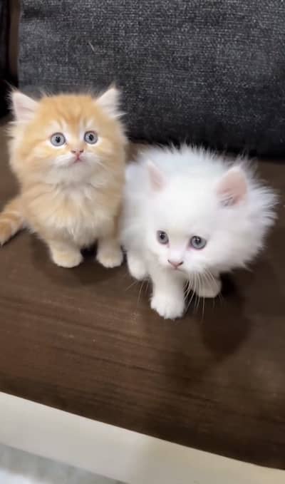 Quality Persian Punchface cat & kitten. moreWhatsApp 03314426573