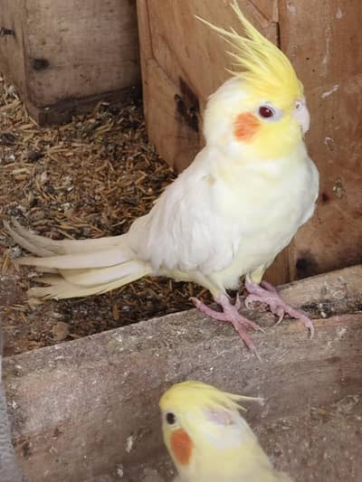cocktail breeding pairs
