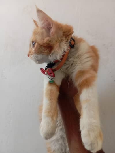 Persian Cat - Triple Coat - Vaccinated