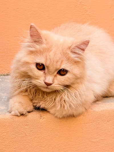 Persian Male Cat