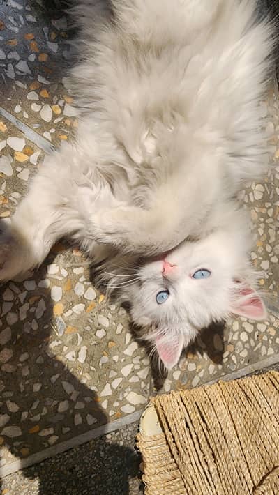 7 momths blue eyes