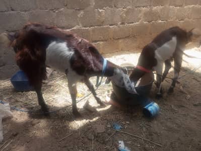 Punjab cross bakri | Goat with female kid | goat | bkri for sale