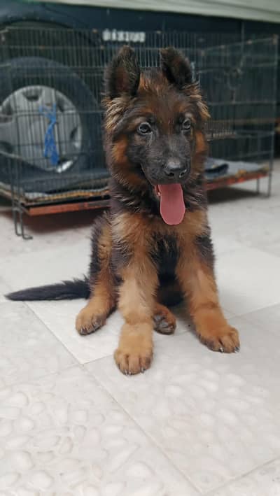 Dog for sale
