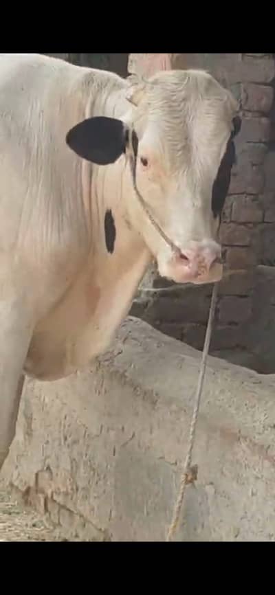 Fresian bull bachra