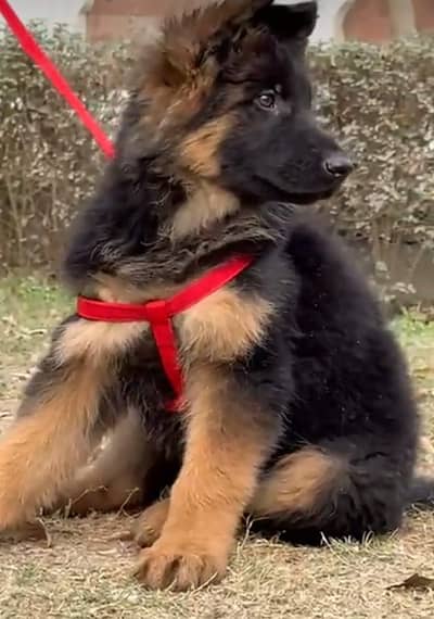 German shepherd puppy