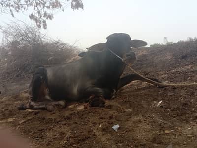 ​Beautiful & Active Bull (Baill) for Sale – 3 Years Old, 200kg