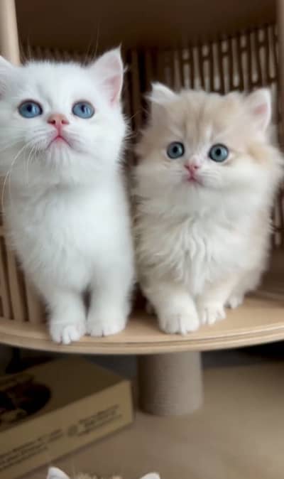 Quality Persian Punchface cat & kitten. moreWhatsApp 03314426573