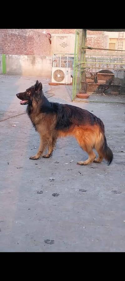 german shepherd dog for sale
