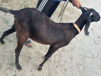 Native goat