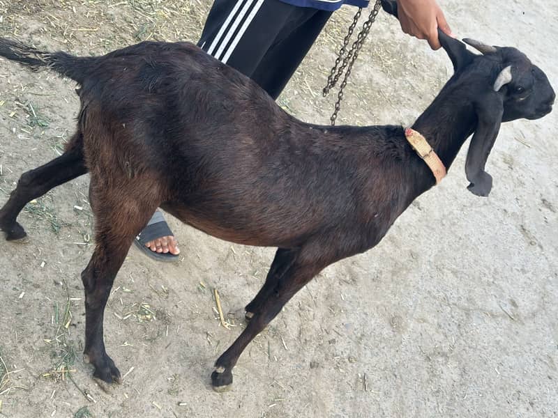 Native goat contact 03224054928 0