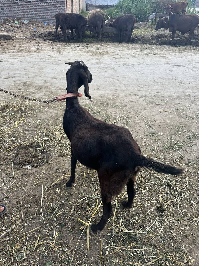 Native goat contact 03224054928 1