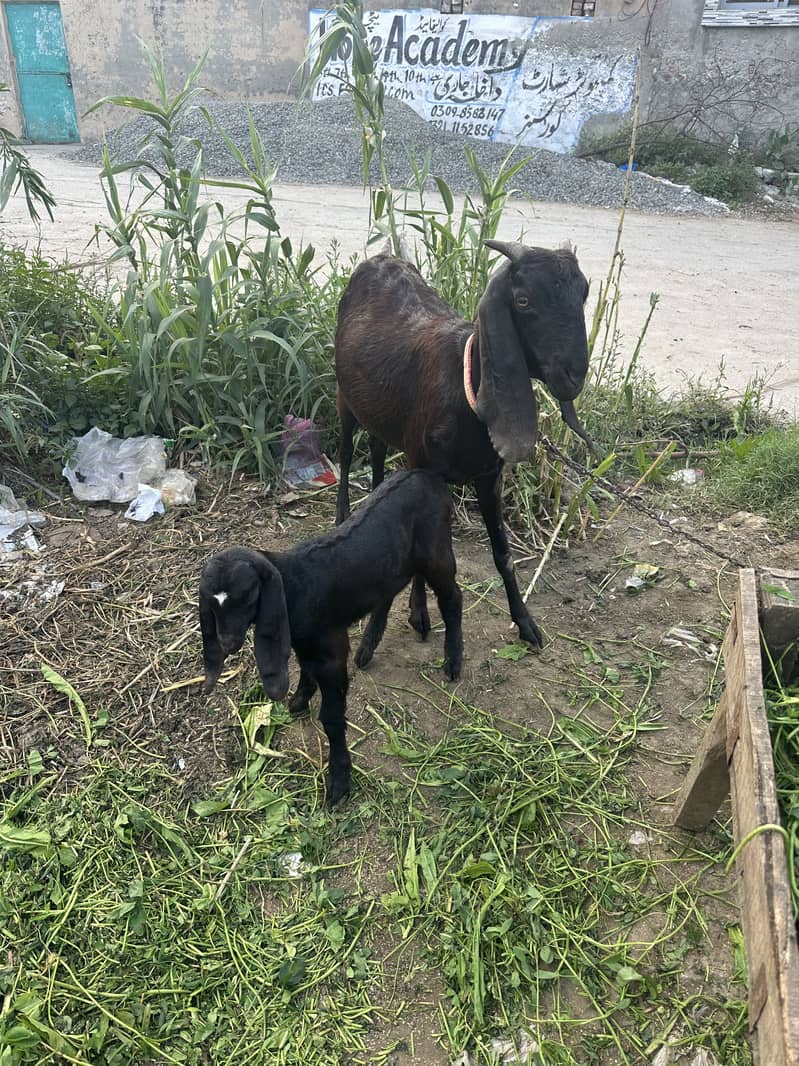 Native goat contact 03224054928 2